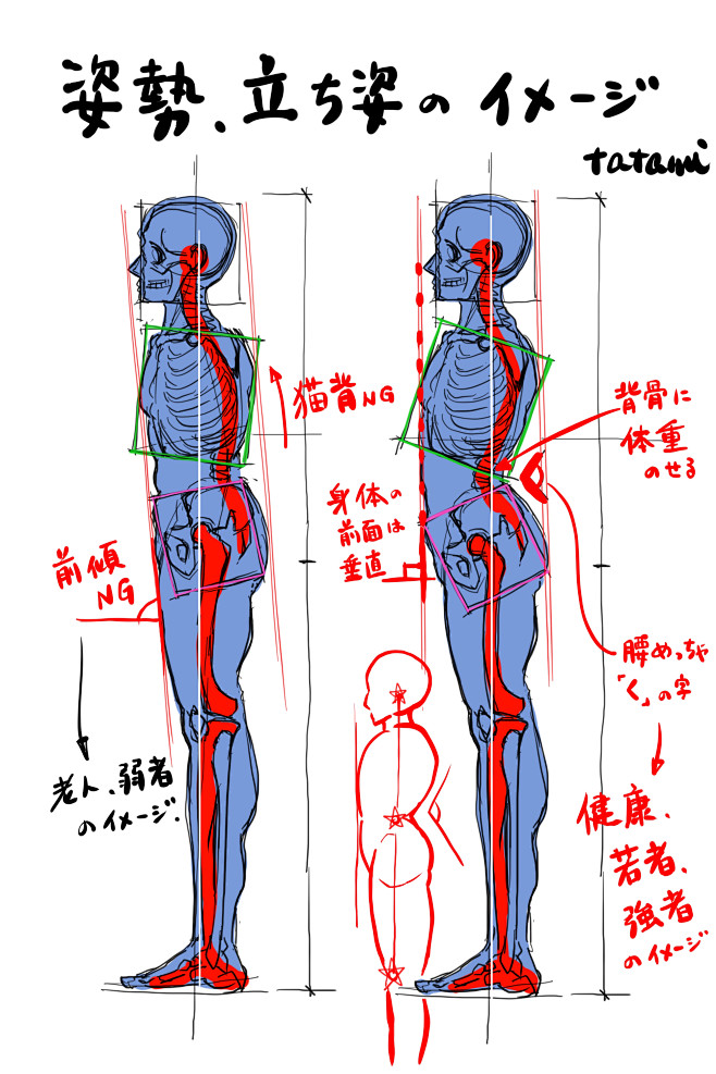 人体肌肉
