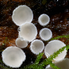 飞墨釉羽采集到真菌