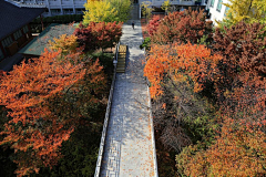 小豆菌采集到韩国东国大学