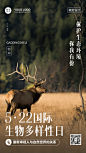 国际生物多样性日排版宣传手机海报