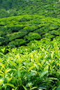 茶树,垂直画幅,山,无人,早晨,户外,农作物,田地,植物,热带气候
