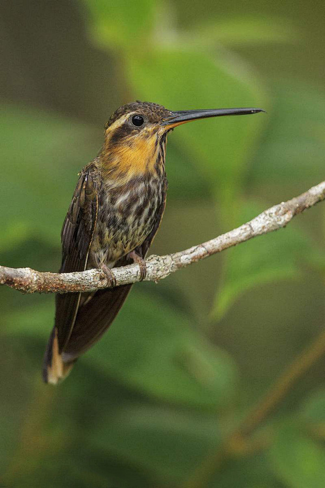 蜂鸟目蜂鸟科锯嘴蜂鸟属锯嘴蜂鸟