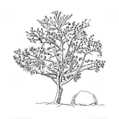 罗汉松树速写手绘图高清模板免费下载-趣麦麦图