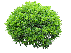 FFFttt采集到植物psd