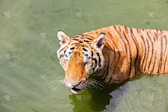 老虎在河里_5169473760