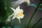 Pale Yellow Columbine : Pale yellow columbine flowers bloom against a dark background.