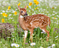 自然,野生动物,户外,动物,动物行为_168504892_Deer Fawn_创意图片_Getty Images China