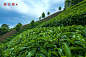 茶山