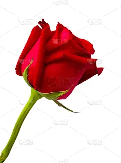 美,玫瑰,红色,分离着色,垂直画幅,贺卡,仅一朵花,花束,花蕾,白色