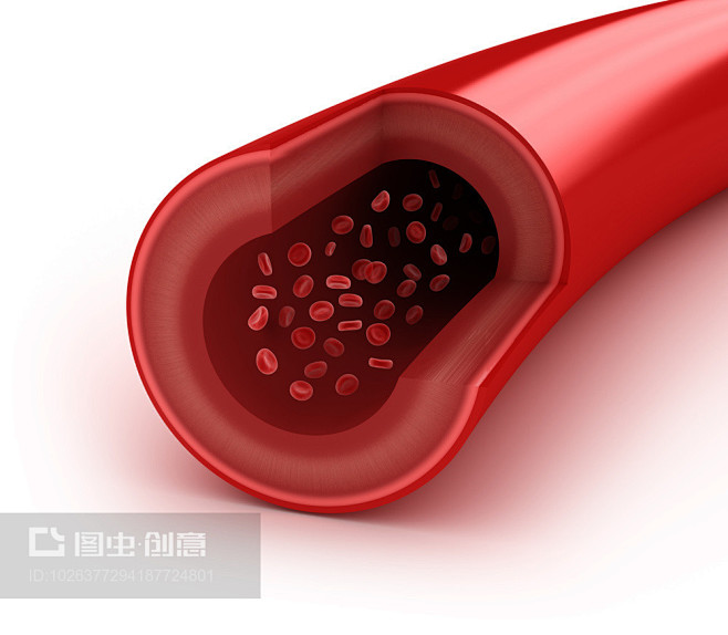 血管切片,Blood vessel sl...