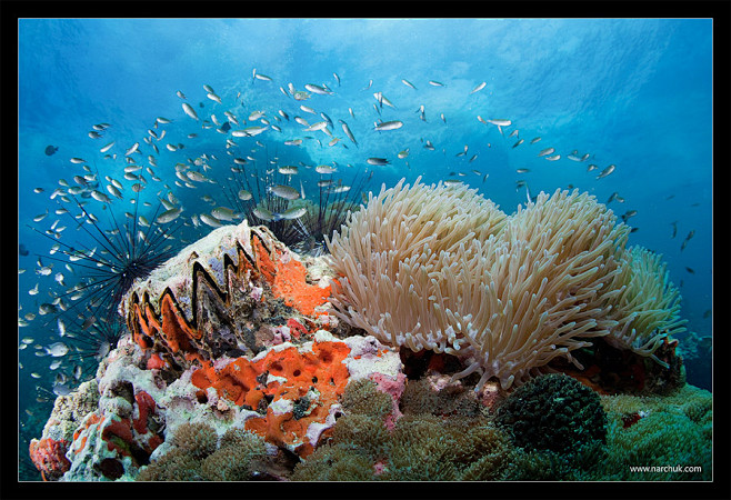 Photograph Reef life...