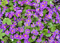 Springs flowers Primroses background