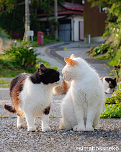 鴈王采集到猫猫猫