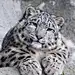 雪豹 猫科