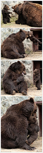 一只做错事的小熊和生气的熊妈妈