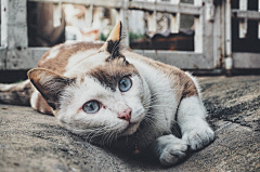 卿然i采集到电脑桌面