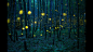 迷人的竹林(Enchanted Bamboo Forest)。日本的萤火虫季节在雨季降临时到来。这种萤火虫学名叫做Luciola parvula，在夜晚会忽明忽暗地不停闪烁。在日本，这种萤火虫被称作萤火虫公主（Hime Hotauru），常见于风景优美的森林中。Kei  Nomiyama Japan