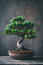 观赏植物黑松图片摄影图