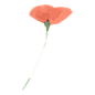 水彩手绘花卉PNG免抠图