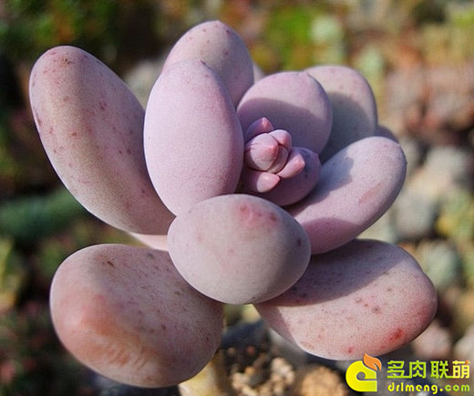 48-1 桃美人（Pachyphytum...