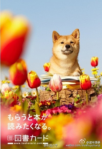 日本的全国通用图书卡有个柴犬的系列海报，...