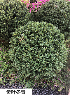 孟婆汤来一碗采集到植物