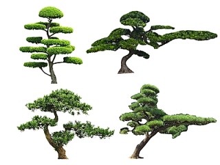 中式2D罗汉松 黑松 造型松 松树 歪脖子树 景观树 造型树 乔灌木植物【ID:1112608039】