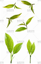 绿色的茶叶叶子高清图片