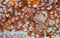 冰雪植物（冰晶梦幻）桌面高清壁纸桌面壁纸1