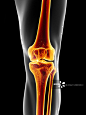 人体膝关节，艺术品图片素材