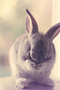 兔 Shy Easter Bunny by Essa Al Mazroee 