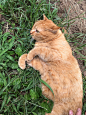 街猫