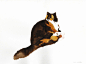 Cat Sketches猫的草图// Laura Mckellar 文艺圈 展示 设计时代网-Powered by thinkdo3