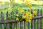 黄色的花生长在古老的木栅栏附近