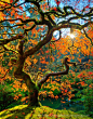 ~~The tree at the Portland Japanese Garden ~ autumn maple by pdxphotoguy~~