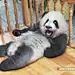茶嗅