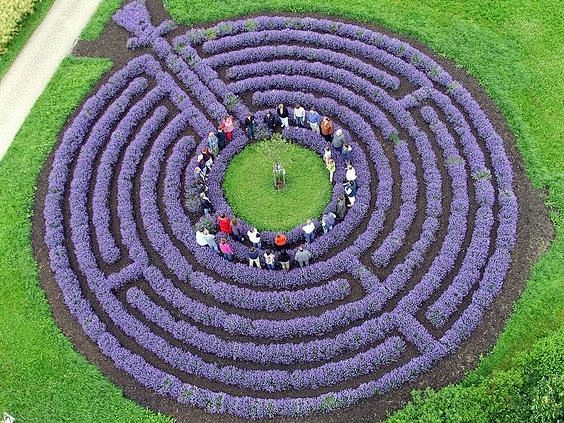 Lavender Labyrinth @...