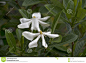 vietnamese-gardenia-flowers-closeup-white-petals-side-gardenias-vietnamensis-showing-leaves-bud-96195285