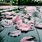 lawrenceyeah:

落红不是无情物，化作春泥更护花
After the winding and raining night in #shanghai , how many flowers are fallen down to the ground&#;160? #iphoneonly #onlyiphone #iphonegraphy #上海 #落花  (at Shanghai Disneyland Park)