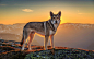 General 2048x1297 animals wolf sunset