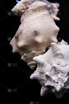 橙色和白色的王冠海贝。