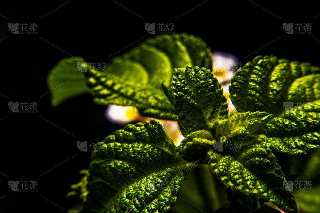 叶子,大特写,自然,美,式样,水平画幅,无人,抽象,夏天,户外