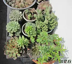 太阳出来了嗨，大家喜洋洋 - 养花交流 浴花谷论坛