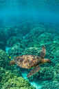 mother-natureson:

Green Sea Turtle Swimming among Coral Reefs off Big Island of Hawaii by Lee Rentz on Flickr.Green Sea Turtle Swimming among Coral Reefs off Big Island of Hawaii