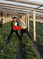草莓苗 四季草莓苗可盆栽 地栽 24个品种可选 草莓苗 果树苗批发-淘宝网