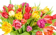 唯美魅力郁金香花语桌面壁纸