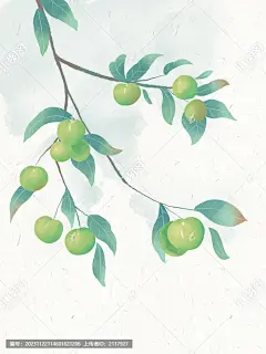古风水彩植物果实青梅