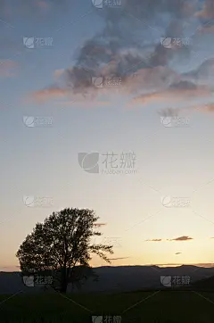傍晚的天空和大树在旁