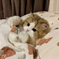 小猫咪的工作就是睡大觉 - 小红书
