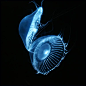 水母-太平洋的水族馆 #采集大赛#